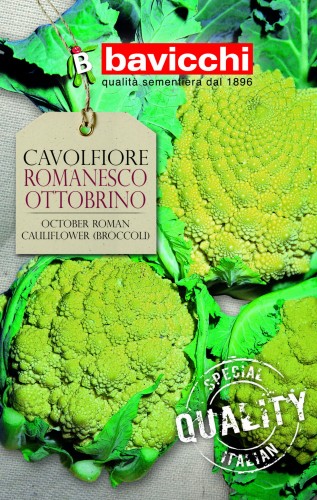 kalafior romanesco otobrino .jpg