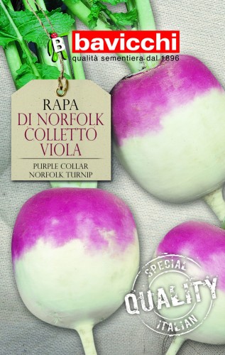 rzepa di norfolk colletto viola .jpg