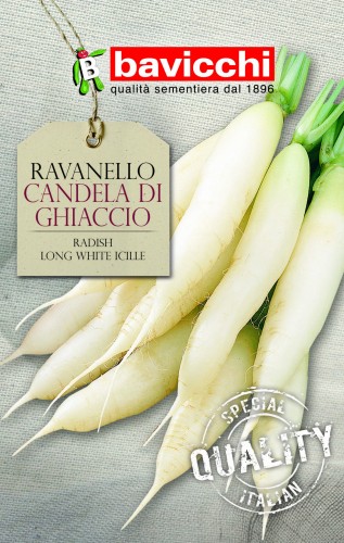 rzodkiew Candela di Ghiaccio.jpg