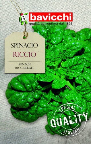 szpinak riccio.jpg