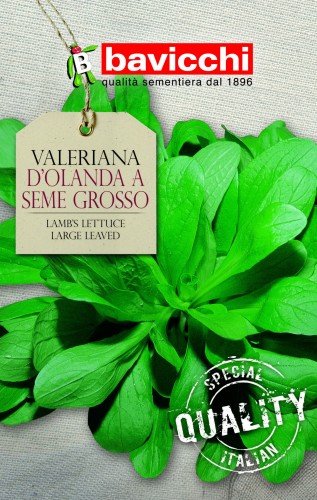 roszponka d olanda a seme grosso .jpg