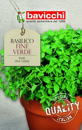 bazylia fine verde.jpg